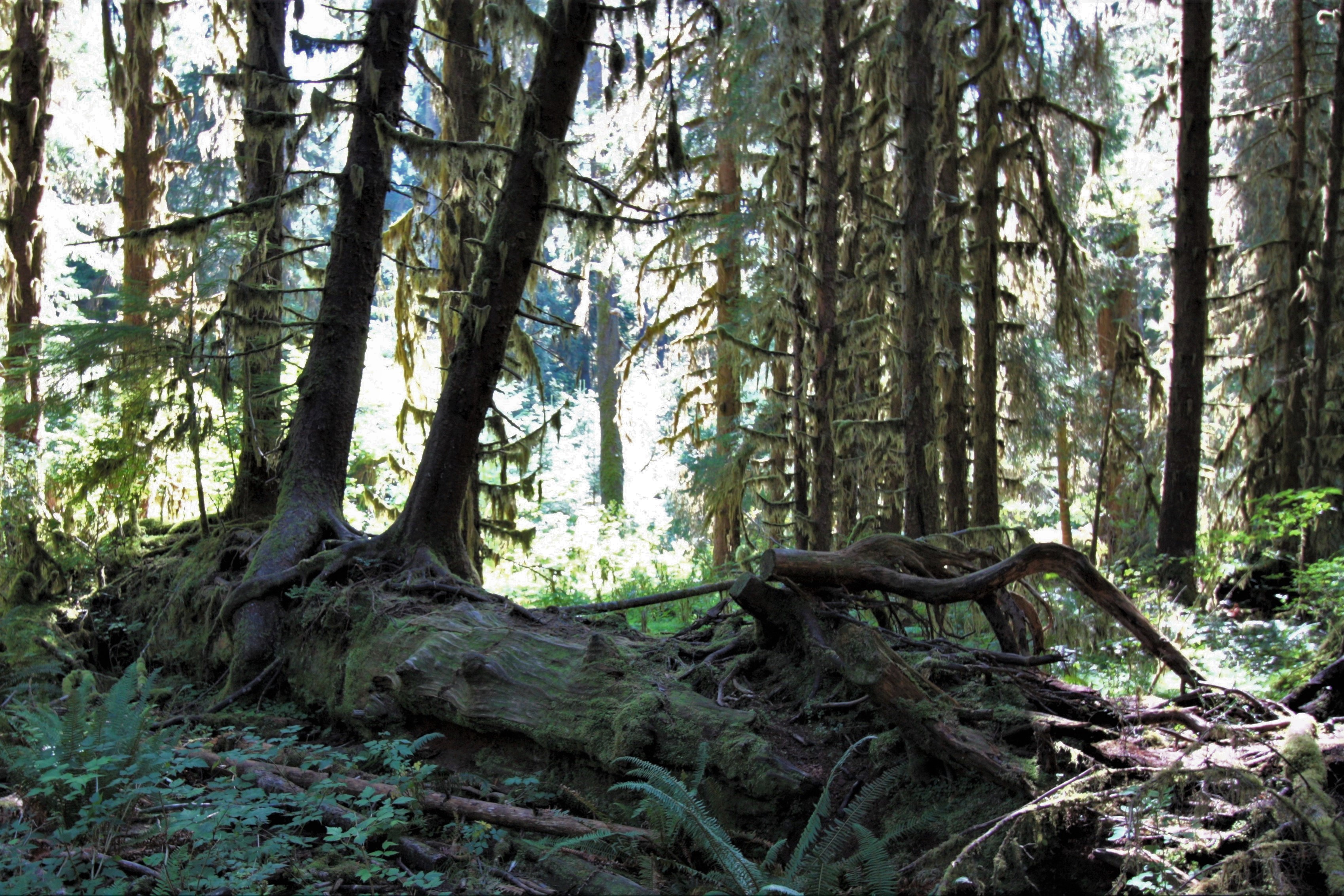 Olympic NP